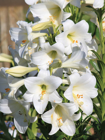 Torre del Sol - Longiflorum Lilium