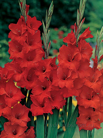 Toscane - Gladioli