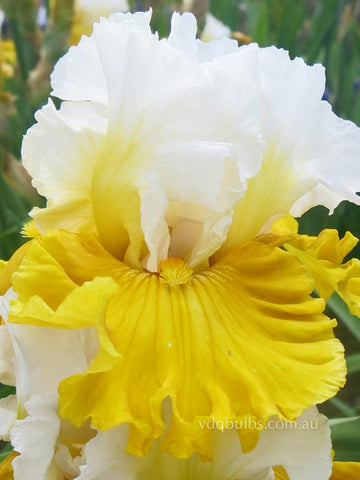 Tour de France - Bearded Iris