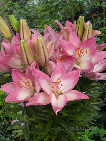 Trendy Barcelona - Potting Asiatic Lilium