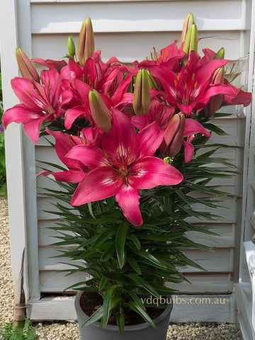 Trendy Dakota - Lilium