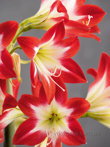 Tres Chic - Hippeastrum