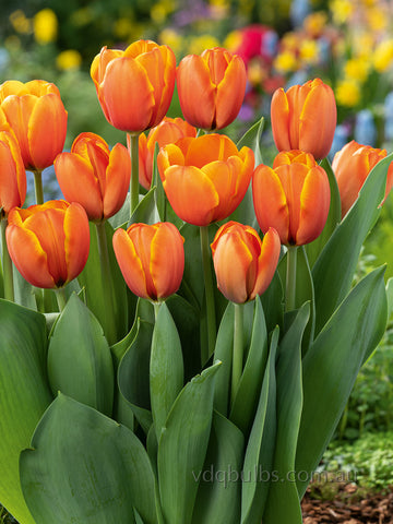 Triple A - Tulip