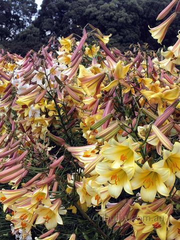 Mixed Trumpet Hybrid - Liliums