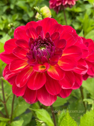 Turkish Delight - Dahlia