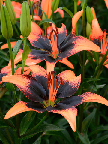 Twosome - Tango Lilium