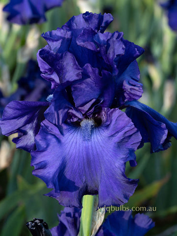 Uncharted Waters - Bearded Iris