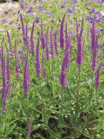 Veronica Purpleicious