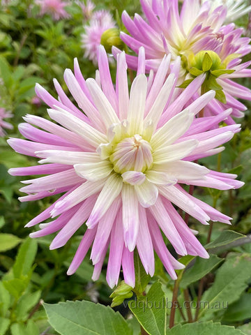 Versailles - Dahlia