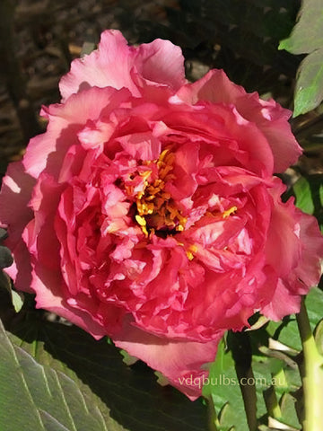 Viola - Tree Peony