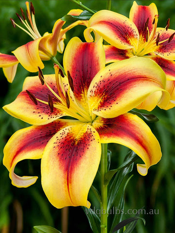 Viva la Vida - AOA Lilium Liliums - AOA bulbs