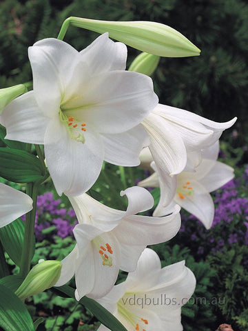 Vuvuzela - Longiflorum Lilium