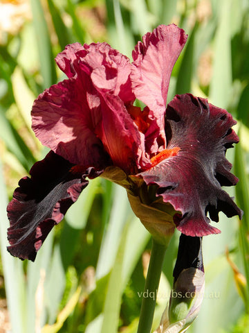 Wearing Rubies - Bearded Iris