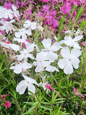 White - Alpine Phlox