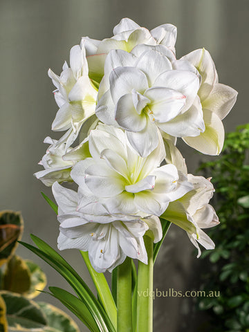 White Amadeus - Hippeastrum