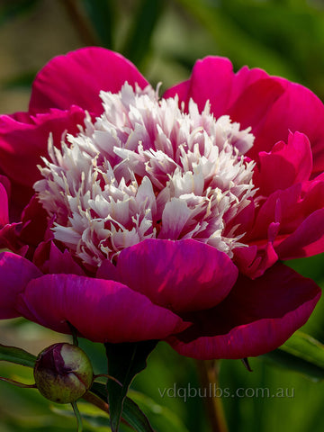 White Cap - Herbaceous Peony