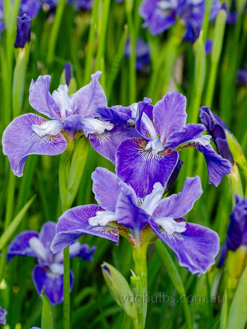 White Collar Blue - Siberian Iris