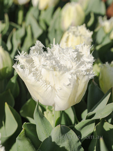 White Ice - Tulip