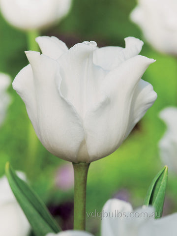 White Liberstar - Tulip