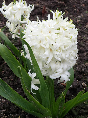 White Pearl - Hyacinth