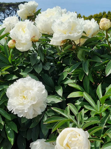 White Sarah - Herbaceous Peony