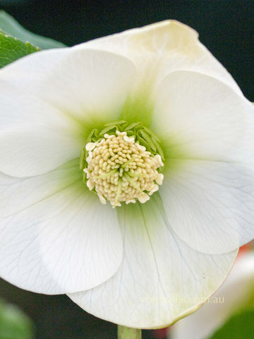 White Single - Hellebore