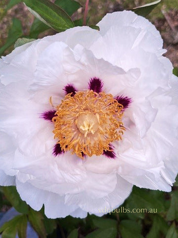 White Star - Tree Peony