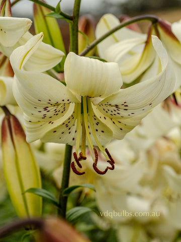 White Twinkle - Lilium
