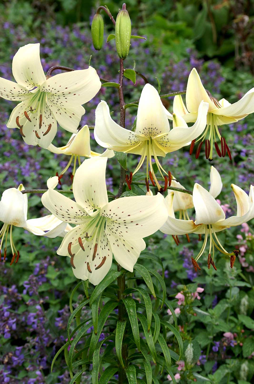 white tiger lilies White Twinkle - Lilium