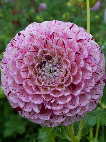 Wine Dot - Dahlia