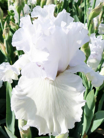 Winterfest - Bearded Iris