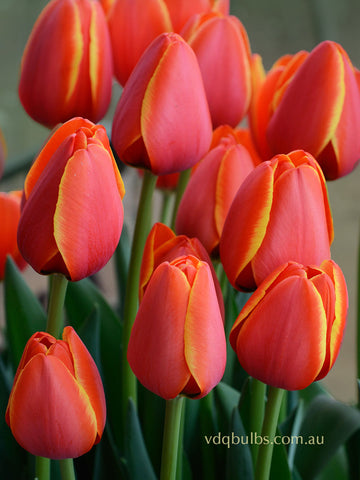 World's Favourite - Tulip