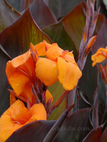 Canna Lily 'Wyoming'