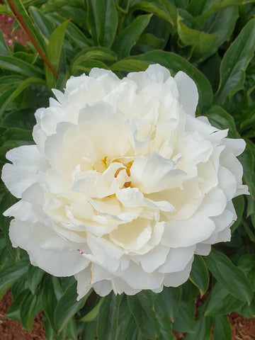 Yang Fei Chu Yu - Herbaceous Peony