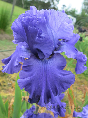 Yaquina Blue - Bearded Iris