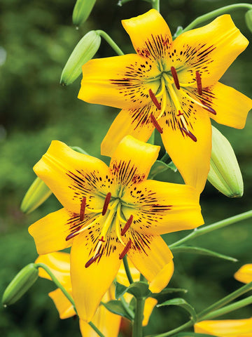 Yellow Brush - Lilium