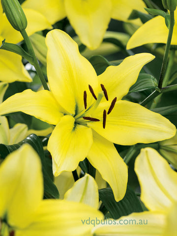 Yellow Power - Lilium