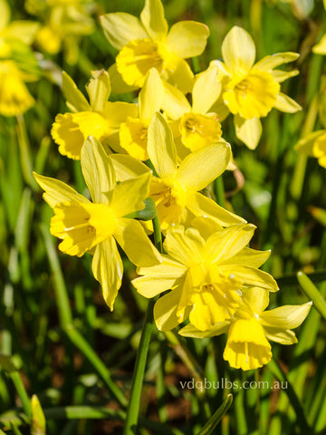 Yellow Sailboat - Daffodil