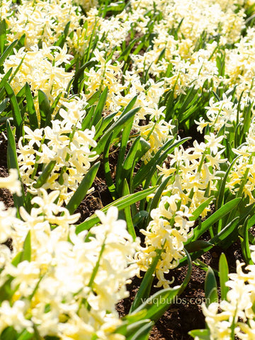 Yellowstone  - Hyacinth