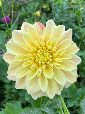 Yellow Winkie - Dahlia
