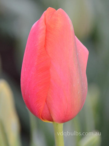 Yosemite - Tulip