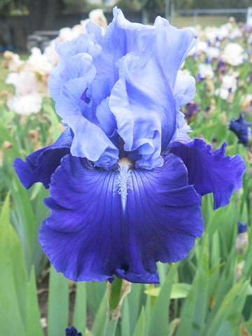 Admired - Bearded Iris
