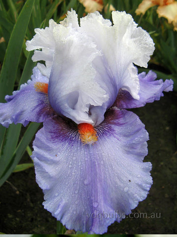 Alpine Butterfly - Bearded Iris