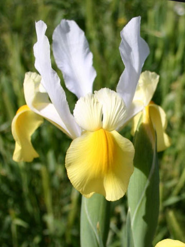 Apollo - Dutch Iris