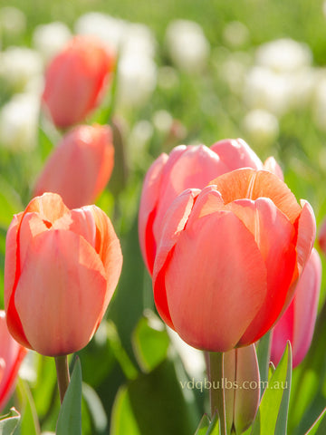 Apricot Impression - Tulip