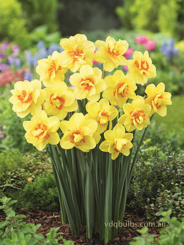 Ascot - Daffodil