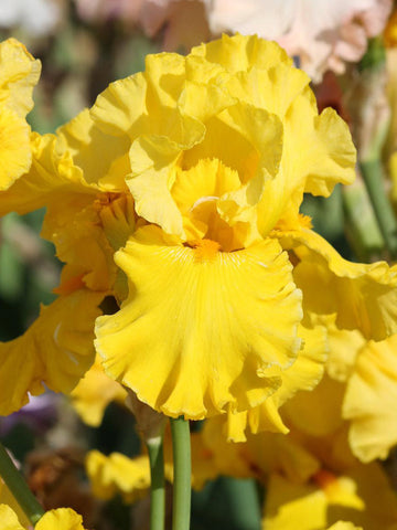 Best and Brightest - Bearded Iris