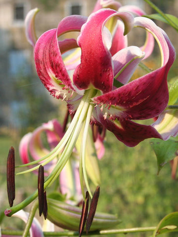 Black Beauty - Species Lilium