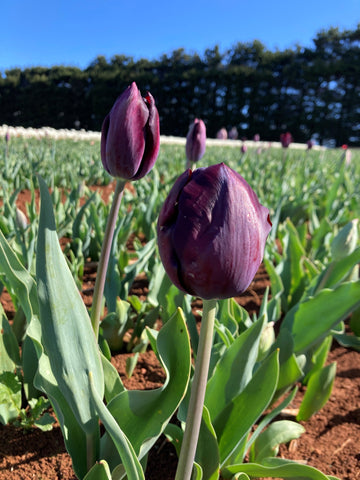 Black Diamond - Tulip