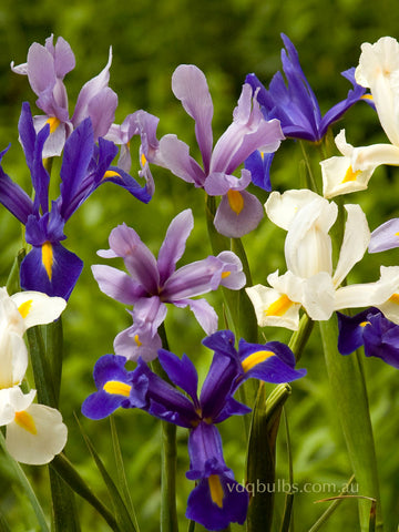 Blue and White Blend - Dutch Iris